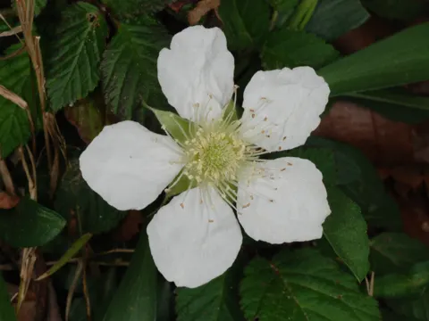 Hirsute Raspberry
