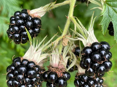 Cutleaf Blackberry