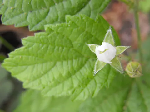 Rubus leucodermis