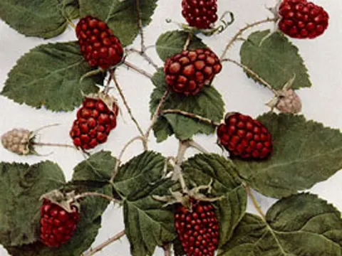 Loganberry