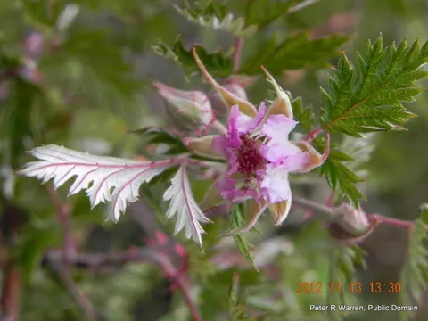 Bramble