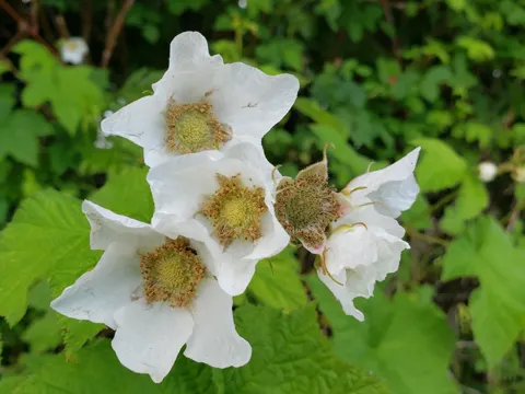 Thimbleberry