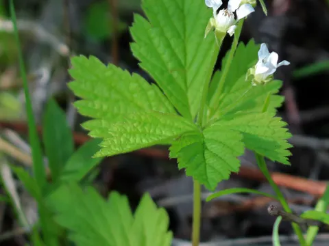 Dwarf Raspberry