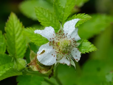 Indian Raspberry