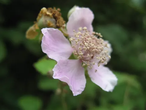 elmleaf blackberry