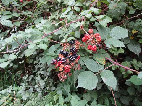 Blackberry/raspberry