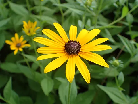 Blackeyed Susan