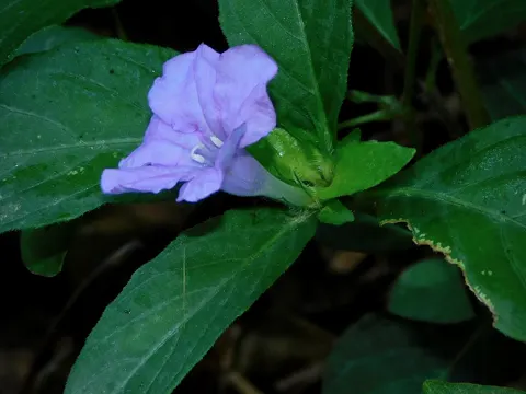 Carolina Wild Petunia