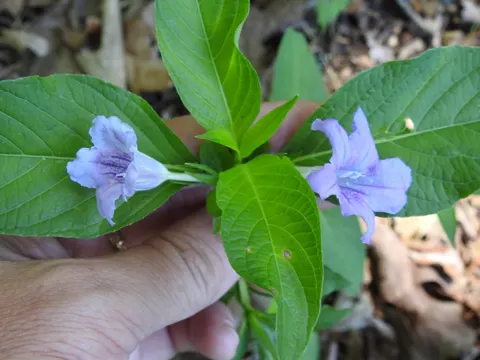 Limestone Wild Petunia