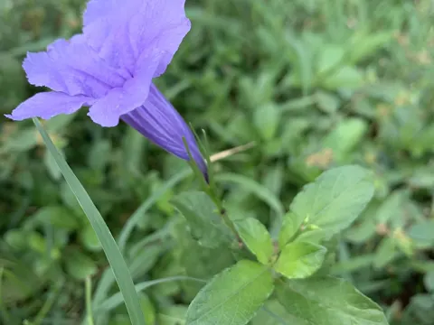 Popping Pod