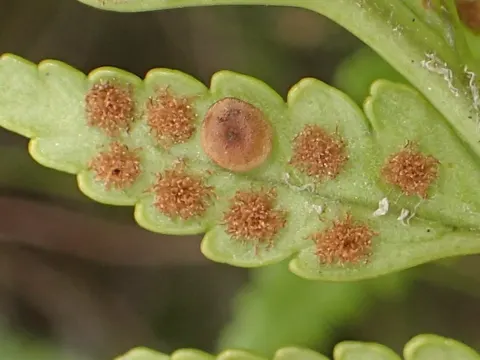 Leather Fern