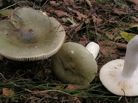 Green Brittlegill