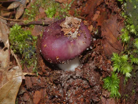 Purple Brittlegill