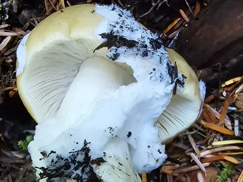 Benwood's Russula
