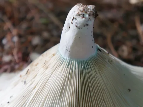 Short-stemmed Russula
