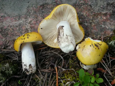 Yellow Swamp Brittlegill