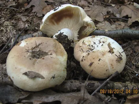 Firm Russula
