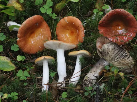 Graying Russula