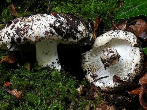 Milk White Brittlegill