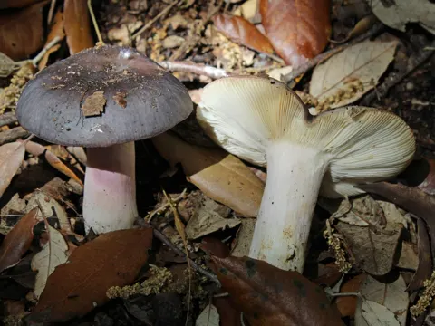 Greyish Brittlegill