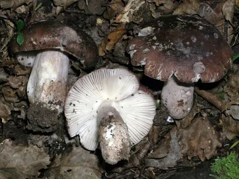 Russula