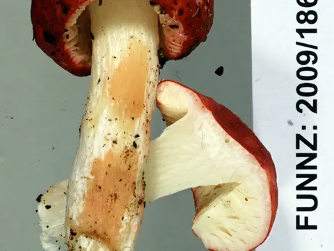 Russula kermesina