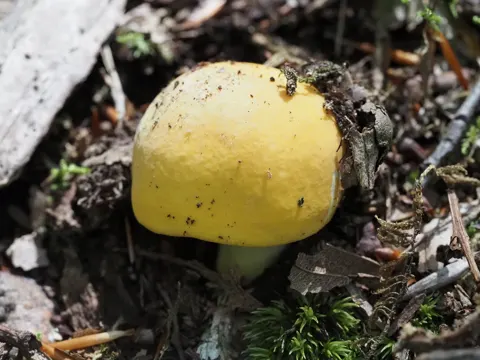 Russula ochroleucoides