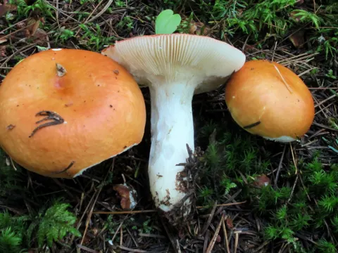Bog Russula