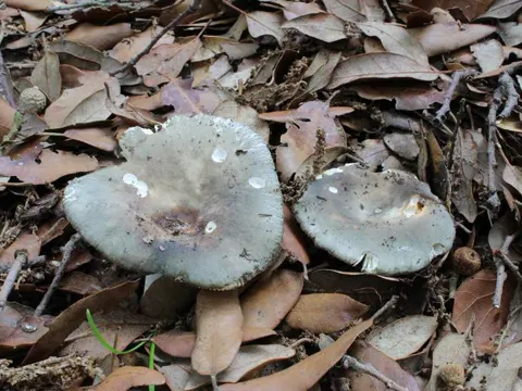 Powdery Brittlegill