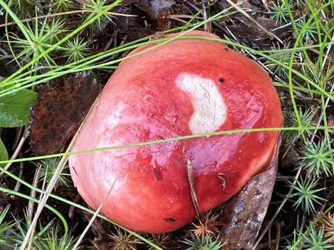 Red-stemmed Russula