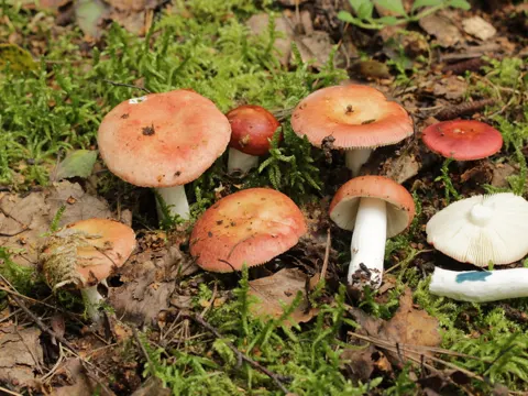 Coral Brittlegill