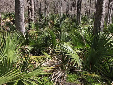 Dwarf Palmetto