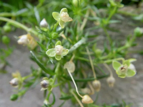 Procumbent Pearlwort