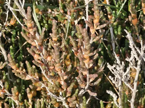 Glasswort