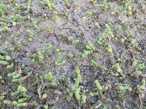 Perennial Glasswort