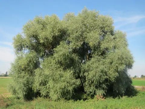 Silberweide