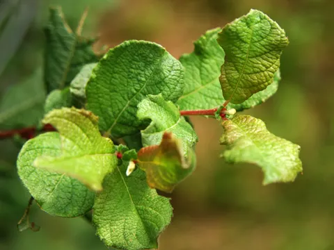 Eared Willow