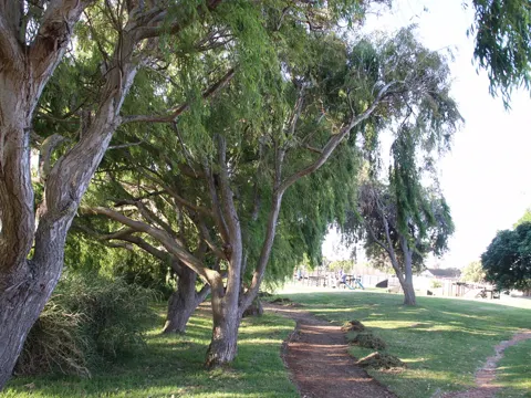 Weeping Willow