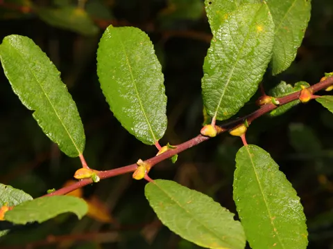 Grey Willow