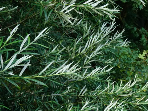 Elaeagnus Willow