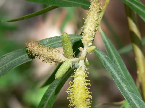 Coyote Willow