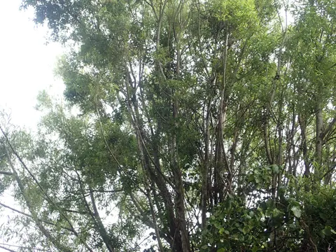Crack Willow