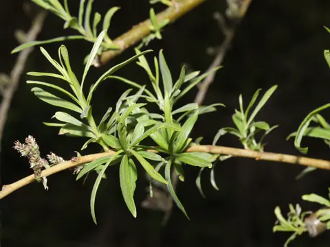 Osier