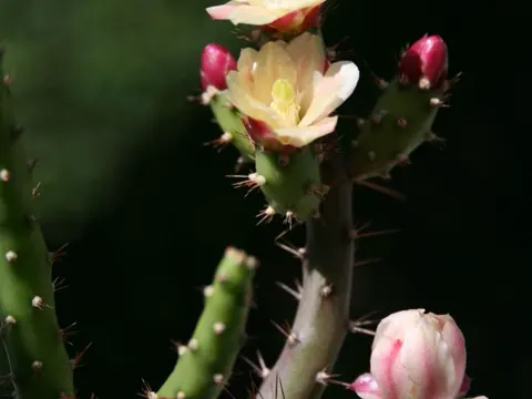 Salmonopuntia salmiana