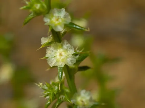 Saltwort