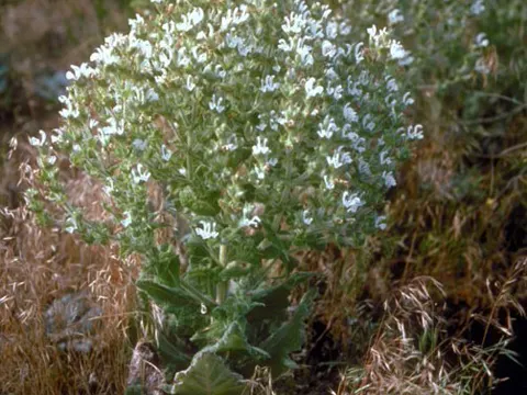 African Sage