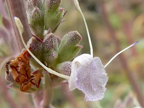 White Sage