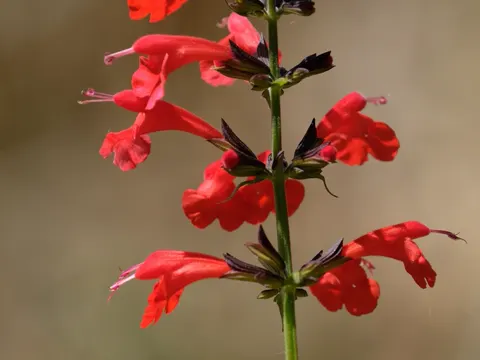 Blood Sage