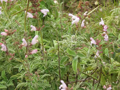 Greek Sage