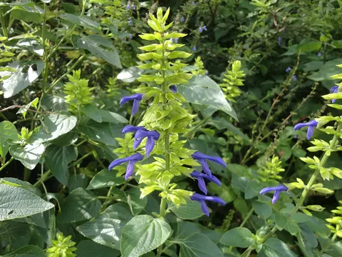 Mexican Sage